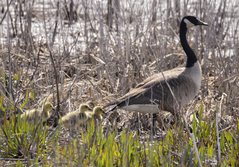 Canadian goose with babies