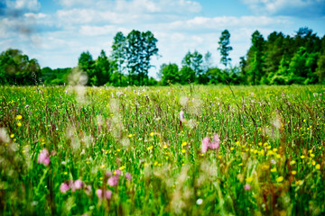 Panoramic view of a meadow full of various types of herbs and flowers on a beautiful sunny day.