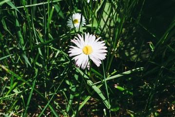 Flowering of daisies. Oxeye daisy, Leucanthemum vulgare, Daisies, Dox-eye, Common daisy, Dog daisy, Moon daisy. Gardening concept