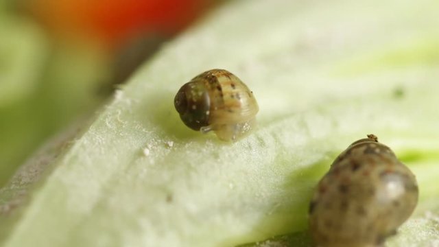 A snail kid eats a piece of zucchini in a terrarium, macro