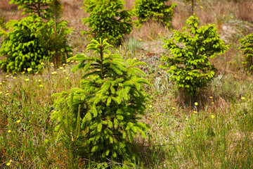 A group of young, small spruce trees against a background of sun-burnt grass.