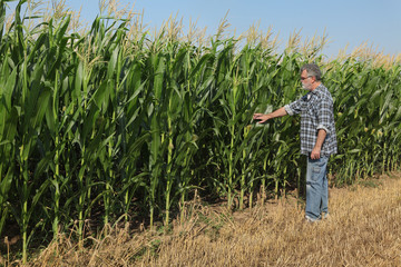Naklejka na ściany i meble Farmer or agronomist inspecting quality of corn plants in field in early summer