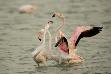 Greater Flamingos