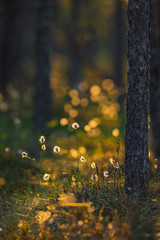 Summer evening light colored tussock cottongrass