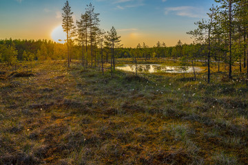 Colorful summer evening sunset in Finnish bog landscape