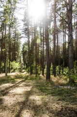  Rays of the sun in a pine forest