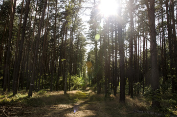 Rays of the sun in a pine forest