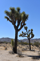 Large Pair of Joshua Trees in the Mojave