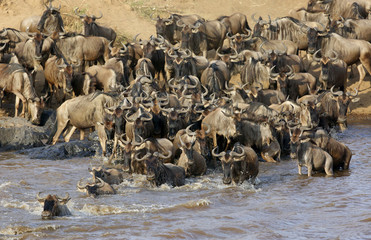 Wildebeests crossing Mara river, Masai Mara