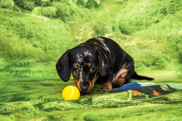 Puppy marble Dachshund