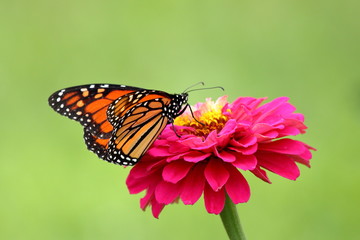 A gorgeous Monarch Butterfly feeds on a bright pink heirloom zinnia flower in my garden.