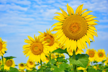 Sunflower with very large golden-rayed flowers. Yellow helianthus in a field against a blue sky with white clouds.