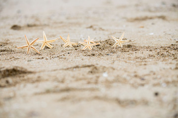 Small starfish on the white sand