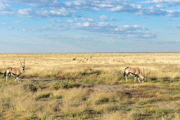 Obraz na płótnie Canvas Oryx in Namibian landscape.