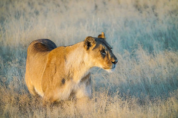Lone lioness in Namibia