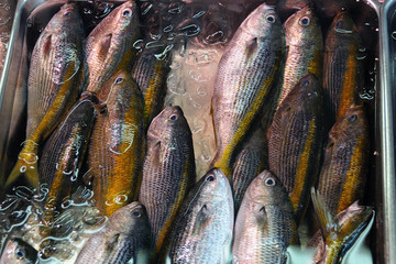 Fototapeta premium poisson