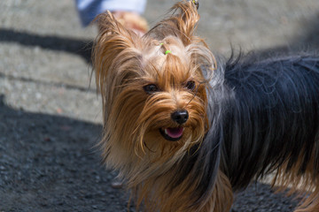 A pretty dog, a Yorkshire terrier, standing on a leash at the feet of the owner.