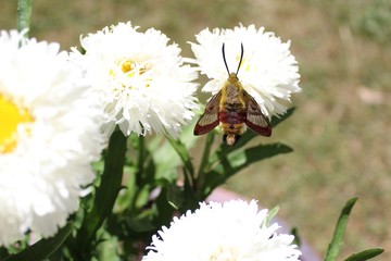 Taubenschwänzchen