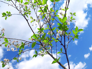 A branch of blossoming wild cherry against a bright blue sky with clouds