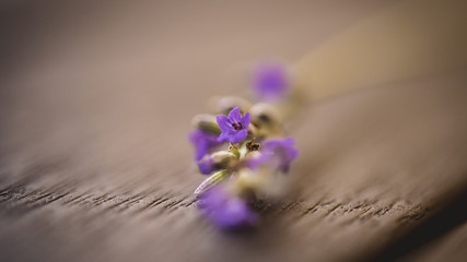 Macro on lavender flower 