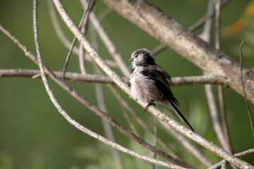 Long tailed tit