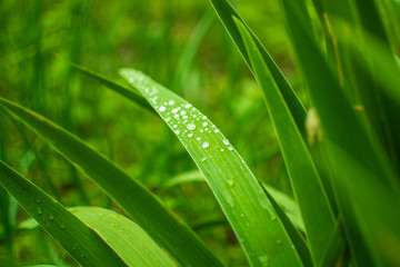 after rain, Pinsk, Belarus