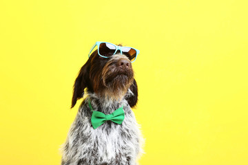German pointer dog with bow tie and sunglasses on yellow background