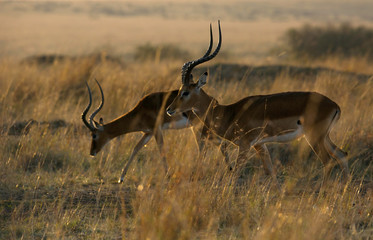 Impalas grazing in the grassland during morning hours, a back lit image 