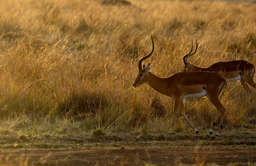 Impalas in the grassland of Masai Mara, a back lit image 