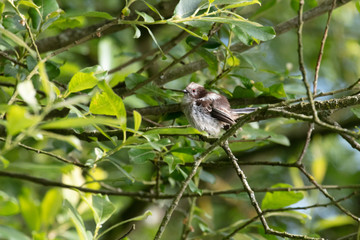 Long tailed tit