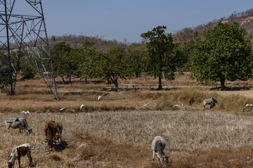Nos of bull & cow are grazing on rural village paddy farm after harvesting of paddy on a sunny day.