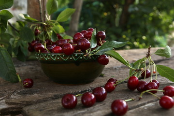 Freshly picked cherries in bowl on wooden table in garden.  Fresh ripe cherries harvested in bowl and cherry tree branch with berries in summer garden. 