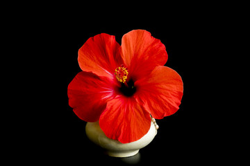 Big red flower isolated on black background. Flower of hibiscus isolated on black background. Red color.