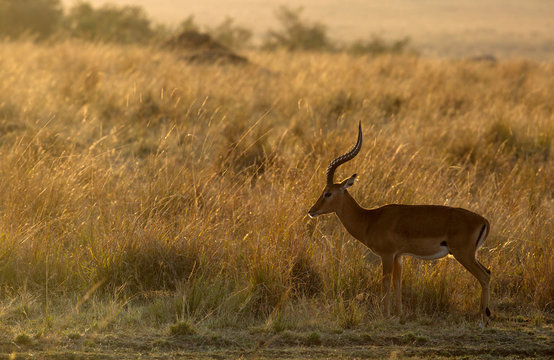 A Impala in the grassland, a backlit image 