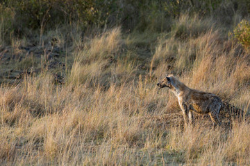 Hyena in Savannah Grassland, Masai Mara