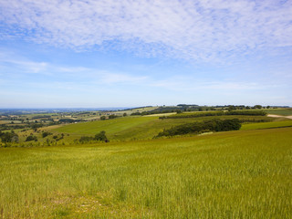 hilltop barley and vale of York