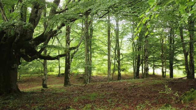 Beautiful beech forest in summer