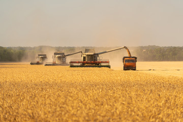 Obraz premium Harvesting of wheat. Combine harvesters at work