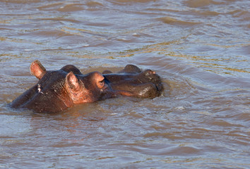 Hippopotamus in Mara river