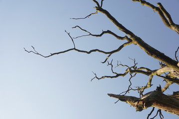 Dry tree against the blue sky 