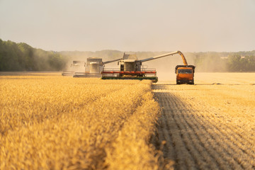 Fototapeta na wymiar Harvesting of wheat. Combine harvesters at work