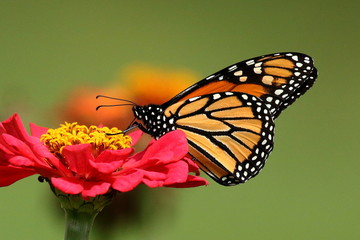 A Monarch Butterfly feeds in my heirloom Zinnia garden on a summer day.
