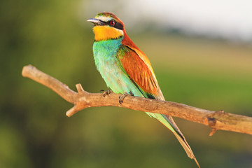beautiful colorful wild bird