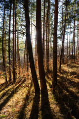 Forest landscape at sunset