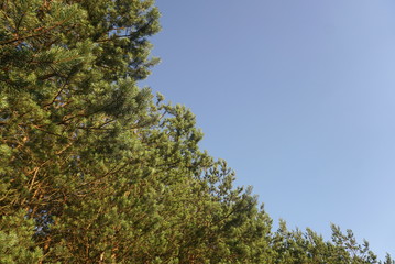 Pine tree branches on the blue sky background