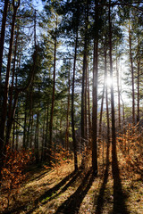 Obraz premium Forest landscape at sunset