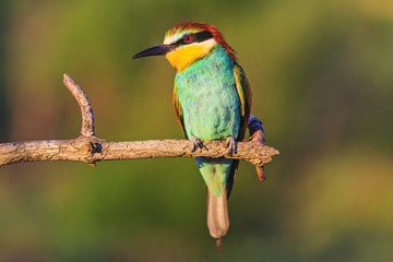 bee-eaters sitting on a dry branch