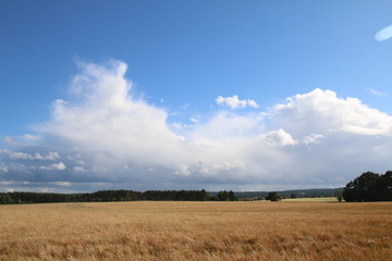 Traumhafte Wolken &uuml;ber dem Weizenfeld