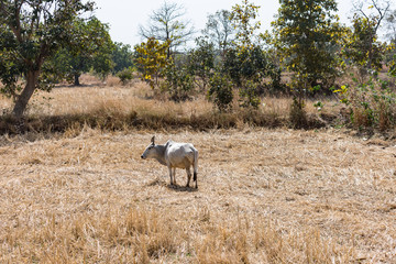 A bull is grazing on rural village paddy farm after harvesting of paddy in the sunny day.