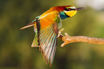 exotic bird sits on a branch and spreads its wings